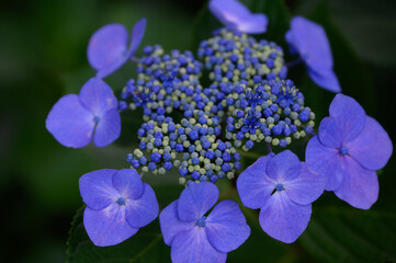 Soft sunlight over lacecap hydrangeas, Japan