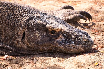 Komodo Dragon in Komodo National Park, Indonesia