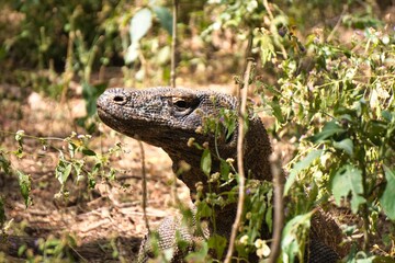 Komodo Dragon in Komodo National Park, Indonesia