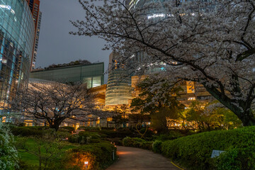 毛利庭園の夜桜
