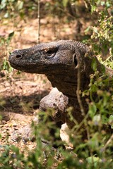Komodo Dragon in Komodo National Park, Indonesia