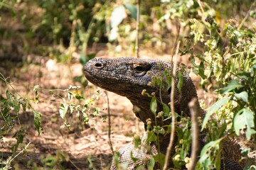 Obraz premium Komodo Dragon in Komodo National Park, Indonesia