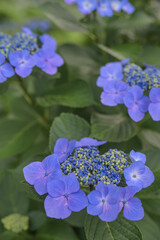 Lacecap hydrangea in a mountain park, Japan