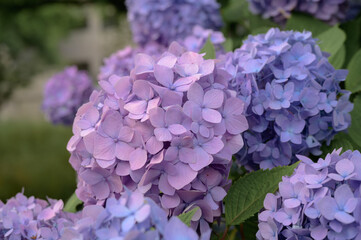 Summer hydrangea blossoms in natural park, Japan