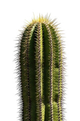 Naklejka premium Close Up of a Tall Saguaro Cactus with Long Spines cutout isolated on transparent bg, png