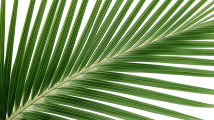 Obraz premium green palm frond isolated on white background in symmetrical botanical composition