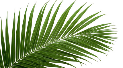 Obraz premium green palm frond isolated on white background in symmetrical botanical composition