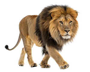 Obraz premium Majestic lion walking isolated on white background, strong and powerful wild animal