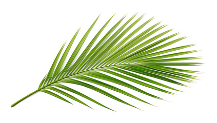 Obraz premium green palm frond isolated on white background in symmetrical botanical composition