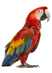 Naklejka premium Colorful scarlet macaw parrot isolated on white background