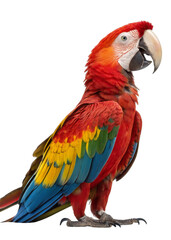 Fototapeta premium Colorful scarlet macaw parrot isolated on white background