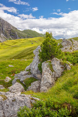 Pine Tree on a Rock in a Summer Alpine Valley