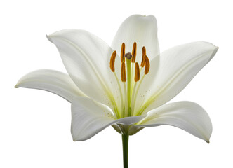 Elegant white lily flower nature scene botanical beauty and serenity isolated PNG