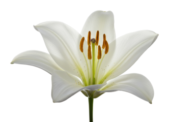 Elegant white lily flower nature scene botanical beauty and serenity isolated PNG