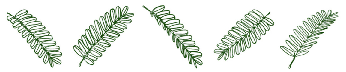 Fern Leaf Line Art PNG for Nature, Tropical, and Botanical Design