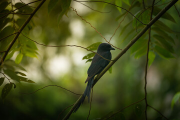 A Black Drongo (Dicrurus macrocercus) perched on a branch amidst lush green foliage in a forest setting.