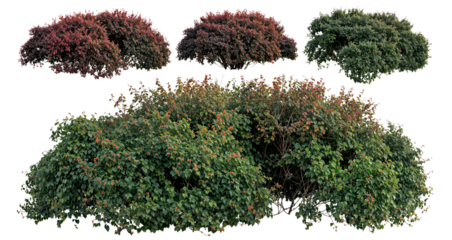 Set of green bush plants and shrubs (Euonymus, Barberry) isolated on white or transparent background. Clipping path included for architecture, garden plants and nature landscaping design elements.