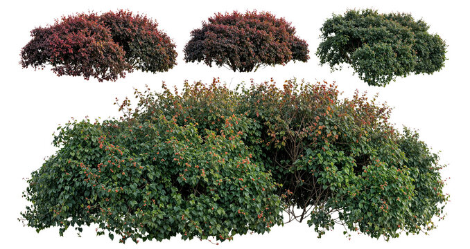 Set of green bush plants and shrubs (Euonymus, Barberry) isolated on white or transparent background. Clipping path included for architecture, garden plants and nature landscaping design elements.