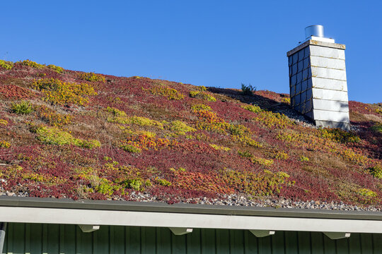 extensive green roof