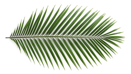 Obraz premium Isolated Green Palm Leaf with Symmetrical Leaflets on White Background