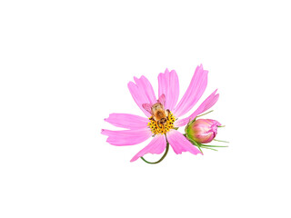 Pink cosmos flower isolated on white background. Latin name of the plant is Cosmos bipinnatus, top view. Bee sitting on the flower