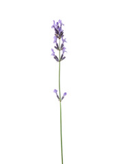Naklejka premium Beautiful aromatic lavender flower isolated on white