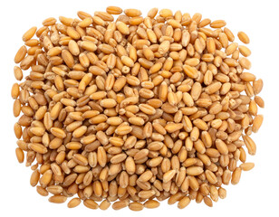 Fototapeta premium Top-Down View of Wheat Grains Spread Out, Isolated on Transparent Background, isolated on transparent background png