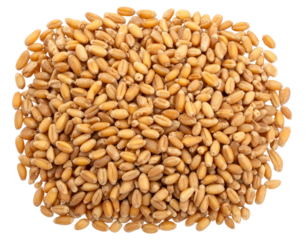 Top-Down View of Wheat Grains Spread Out, Isolated on Transparent Background, isolated on transparent background png