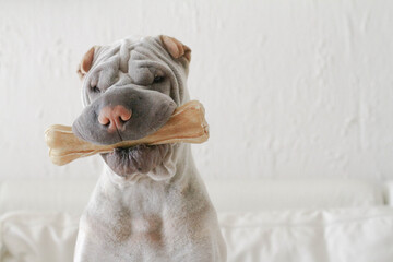 Close-up portrait of a Shar-pei dog sitting in a living room chewing on a toy bone