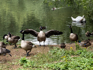 canada goose family