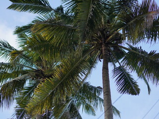 Obraz premium A tall coconut palm tree is captured from a low angle, showing its slender trunk and lush, arching fronds against a clear sky. The sunlight highlights shades of green and yellow on the leaves.