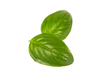 Fresh basil leaves isolated on white background