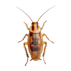  Brown cockroach nymph with small wing pads and flattened body [Transparent Background PNG].