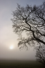 bare tree with gnarled twigs, tree funeral, funeral homes