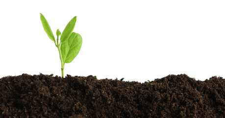 Young plant growing in soil isolated on white