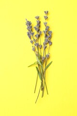 Fototapeta premium Fragrant lavender flowers with leaves on yellow background, top view