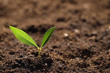 Young plant with green leaves growing from soil, closeup. Space for text
