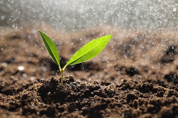 Water drops falling onto young plant with green leaves in soil outdoors, closeup. Space for text