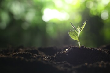 Young plant with green leaves growing from soil outdoors, closeup. Space for text