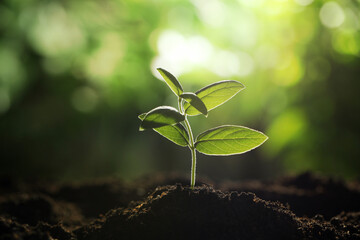 Young plant with green leaves growing from soil outdoors, closeup