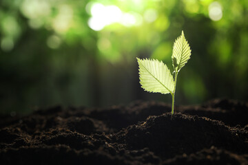 Young plant with green leaves growing from soil outdoors, closeup. Space for text