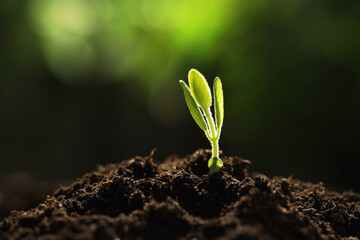 Young plant with green leaves growing from soil outdoors, closeup. Space for text