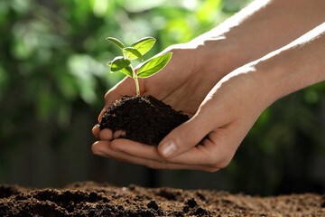 Woman holding soil with young plant outdoors, closeup