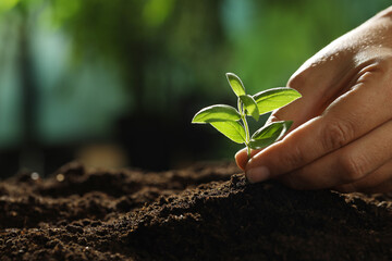 Woman planting young sapling into soil outdoors, closeup. Space for text