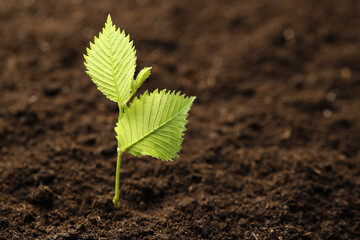 Young plant with green leaves growing from soil, closeup. Space for text
