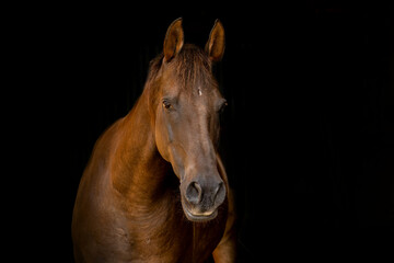 Quarab horse portrait on black background