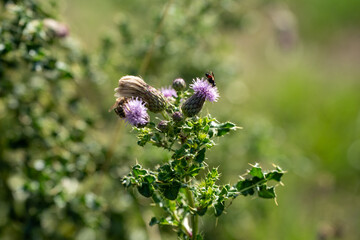 Thistle plant with insects in natural setting