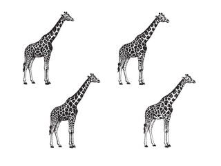 Vintage engraving of giraffe with detailed spots elongated neck and elegant stance in classic style
