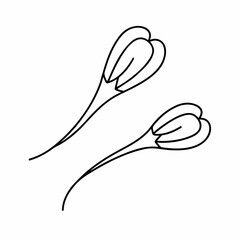 Saffron Stigma Outline Vector