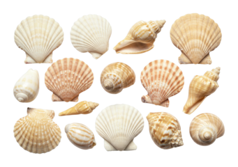 Collecting beautiful seashells beachfront nature natural environment shell diversity isolated PNG